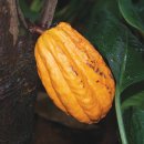 카카오(cacao) 이미지