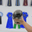 화이트 퍼피 켄넬 이미지