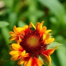 인디언천인국,Gaillardia pulchella 가일라르디아, 천인국.인디안국화.인디언국화. 이미지