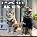 코코마펫 | 이쁜 고양이 옷 코코마펫 내돈내산 후기