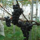 소녀농장 이미지