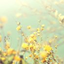 미소화원 이미지