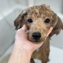 또왕또왕 Dog Salon 이미지