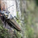 소금강주유소 이미지