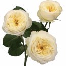 로얄(ROYAL) 이미지