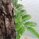 타마린드 이미지