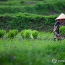 옥수수통신 이미지