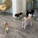 그루밍 모먼트 이미지