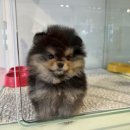 유어펫 일산본점 이미지