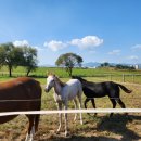 부발목장 이미지