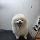 주견야DOG 이미지