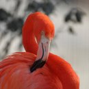 플라밍고 이미지