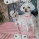 송이애견 이미지