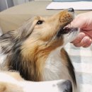 명견 | [제품후기] 기호성 좋은 강아지간식추천 강아지우유껌 Pure A2 이지츄