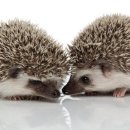 인간의 딜레마 이미지