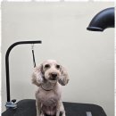 주멍멍 | 봉일천애견미용 편안한 강아지 미용 체험: 우리 아이들의 스트레스 없는 변신