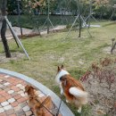 케니애견돌봄센터 이미지