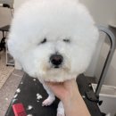 그루머제인 이미지