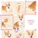 모멍트 | 강아지 촬영 사진관 - 수도권 출장 / 증명사진, 컨셉사진 [모멍트스튜디오] 촬영 후기