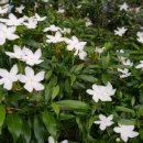 따봉맥주 이미지