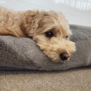 뽀뽀뽀하개 이미지