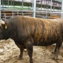 종우목장 이미지