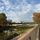 홍산향교 은행나무 | 전주/여행 전주향교 은행나무 25.11.16