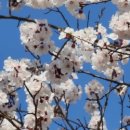 안산천1 이미지