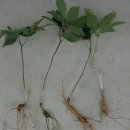 남산농원 이미지