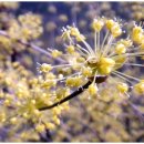 호랑이농장 이미지