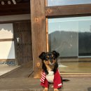 국당1리 | 애견동반독채펜션 추천] 경주 포항 서휴재 애견동반 마당있는 한옥 독채 펜션 "서휴재" 내돈내산 힐링 후기