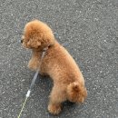 벨르시앙 이미지