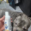 아메리칸 불리 하우스 이미지