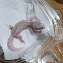 인터렙타일 이미지