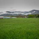 구례밀밭 이미지