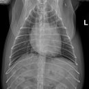 개금동물병원 이미지