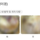 24시월드펫동물메디컬센터 이미지