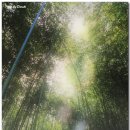 대숲사이 이미지