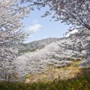 벚꽃과 진달래 흐드러진 웅산과 시루봉 이미지