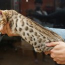 효민님의 뱅갈고양이 이미지