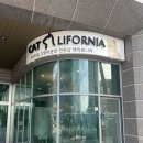 캣리포니아 이미지