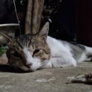 구례주유소 | 순천 맛집 한우영농조합법인 황전 한우 정육식당 추천 부위 차돌박이 등심