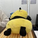 도그소사이어티 이미지