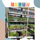 제일종묘사 이미지