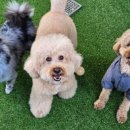 펫하우스애견 이미지