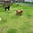 도그베이 오산점 이미지