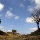 애월읍 소길리풋감마을 이미지