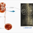 메가비뇨기과의원강서 이미지