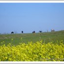 혼저옵서예 이미지