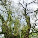 제주 봉개동 왕벚나무 자생지 이미지